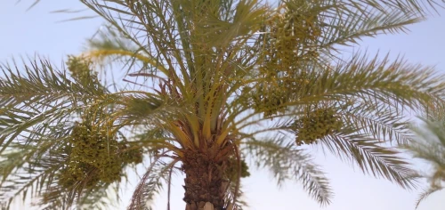 Vente Terrain Agricole Biskra El hadjeb