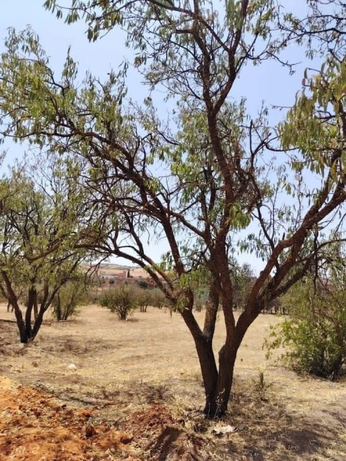 Vente Terrain Relizane El guettar