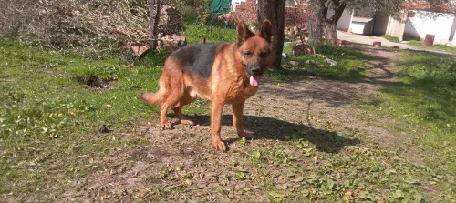 Berger Allemand 