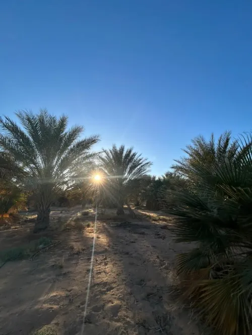 Cherche achat Terrain Agricole Ouargla Ain beida