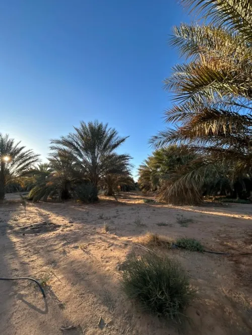 Cherche achat Terrain Agricole Ouargla Ain beida