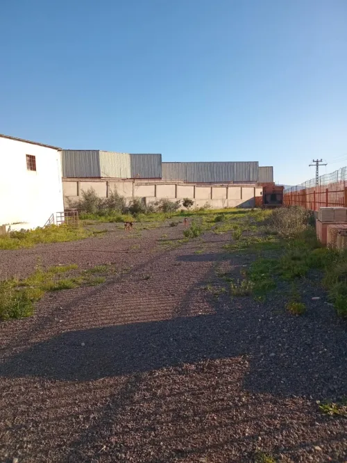 Vente Hangar Guelma Guellat bou dbaa