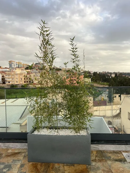 Des luxueux pots de haute qualité 
