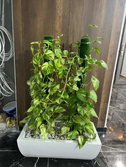 Des luxueux pots de haute qualité 