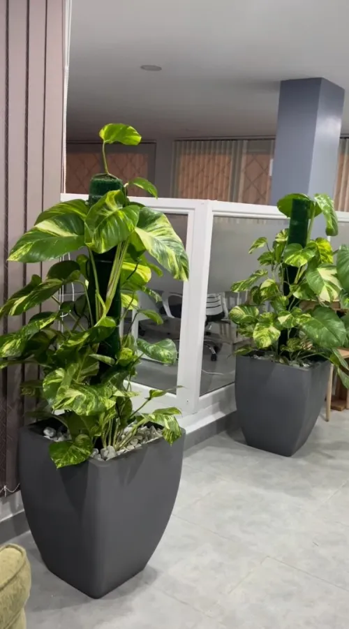 Des luxueux pots de haute qualité 