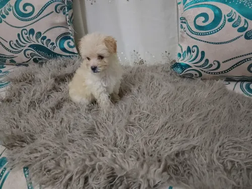 Chien bichon maltais 