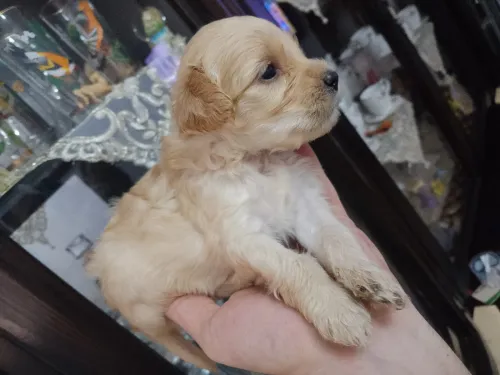 Chien bichon maltais 