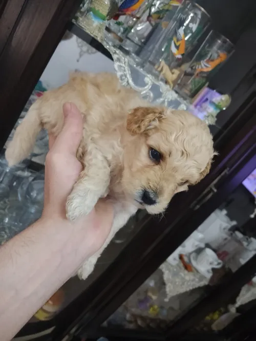 Chien bichon maltais 