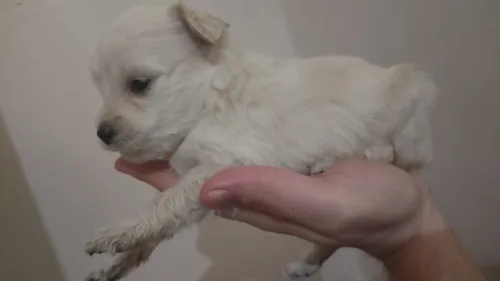 Chien bichon maltais