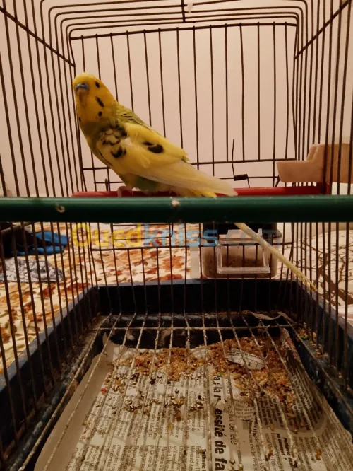 Vente canari et perroche 