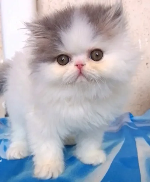 Chat van pure race
