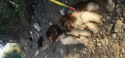 Couple de chiens 