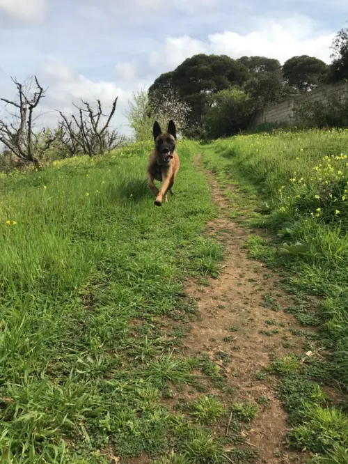 Malinois مالينوا