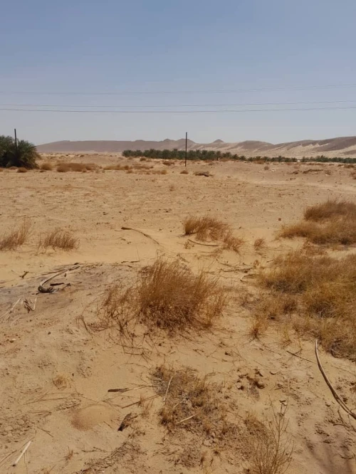 Vente Terrain Agricole Biskra Lichana