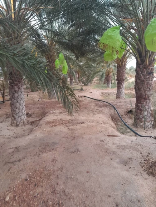 Vente Terrain Agricole Biskra Lichana