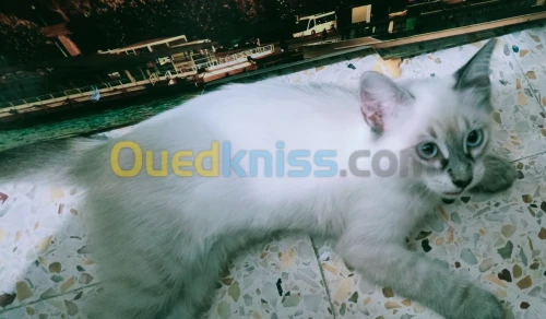 Chat siamois 