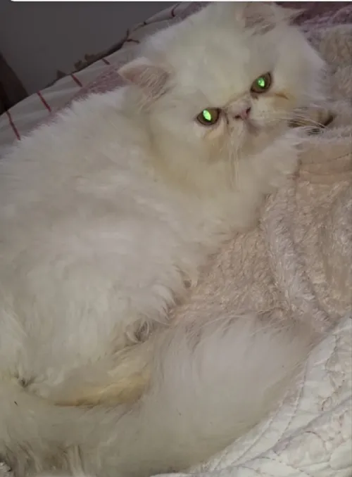 Chat persan peke face solid white