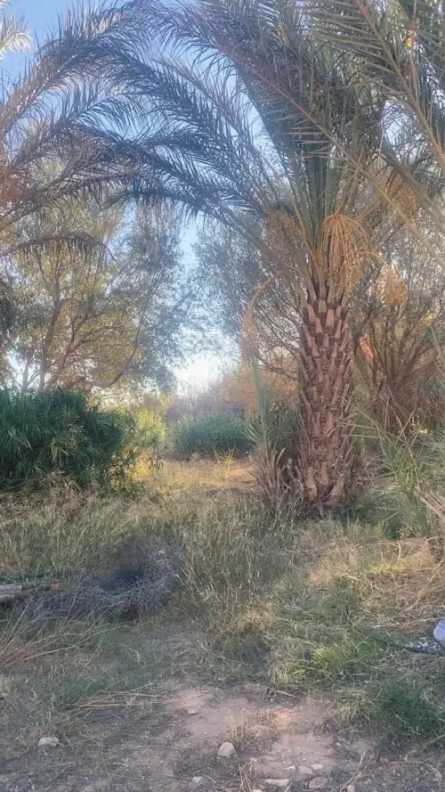 Vente Terrain Agricole Laghouat Laghouat