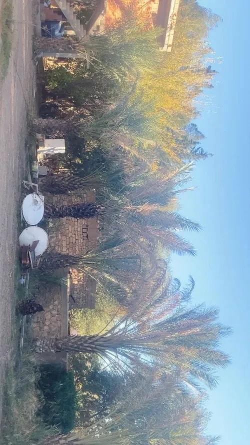 Vente Terrain Agricole Laghouat Laghouat