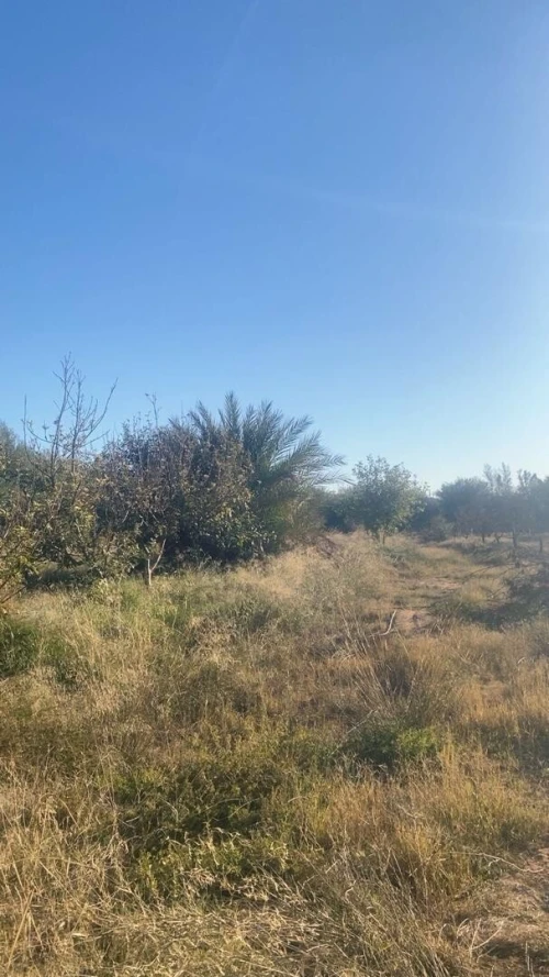 Vente Terrain Agricole Laghouat Laghouat