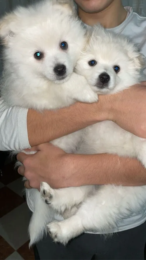 Chien spitz allemand