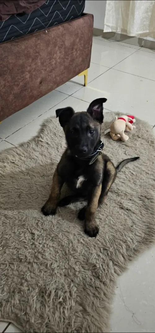 Malinoi