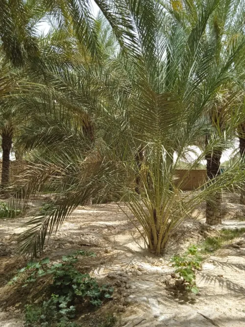 Vente bien immobilier Biskra Tolga