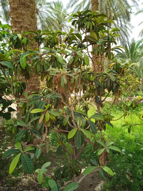 Vente bien immobilier Biskra Tolga