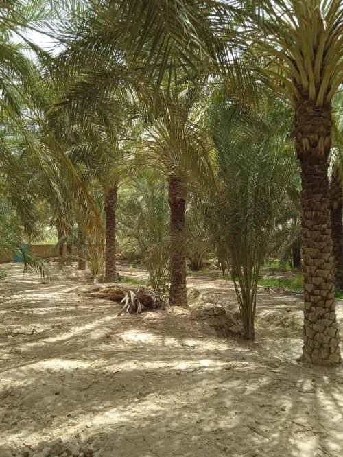 Vente bien immobilier Biskra Tolga
