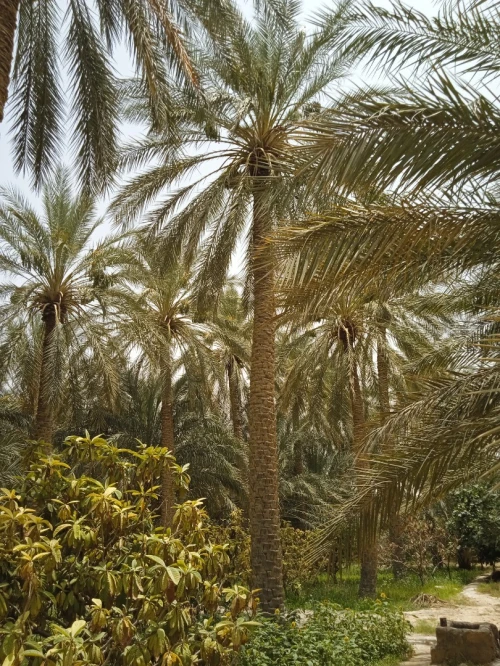 Vente bien immobilier Biskra Tolga