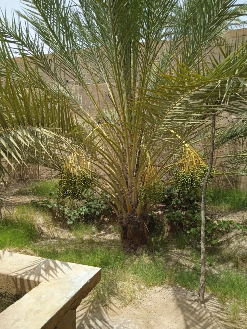 Vente bien immobilier Biskra Tolga