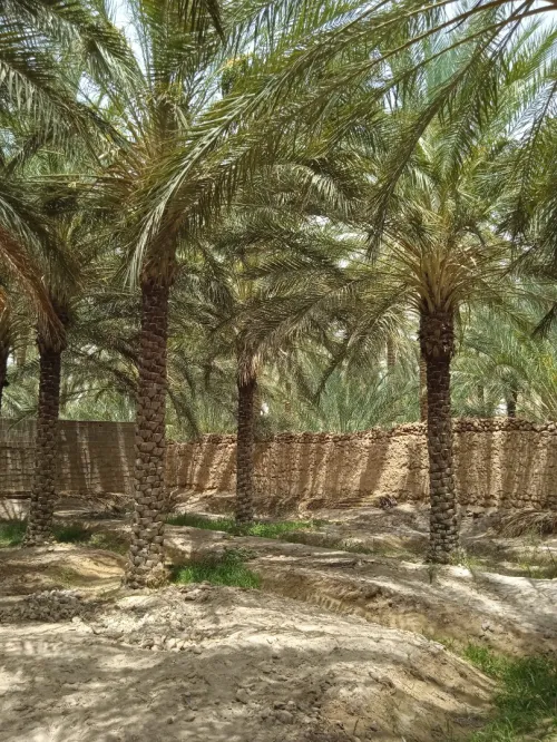 Vente bien immobilier Biskra Tolga