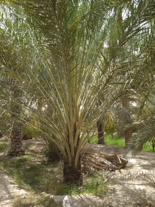 Vente bien immobilier Biskra Tolga
