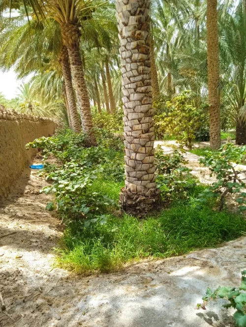 Vente bien immobilier Biskra Tolga
