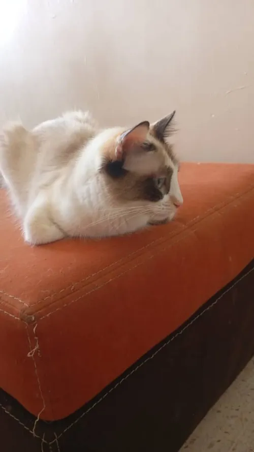 snowshoe cat