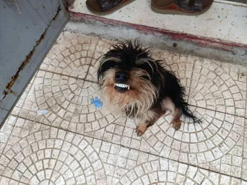 Yorkshire terrier