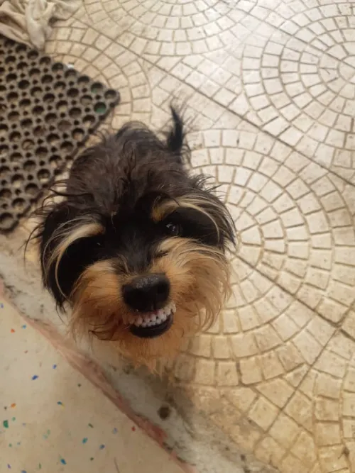 Yorkshire terrier