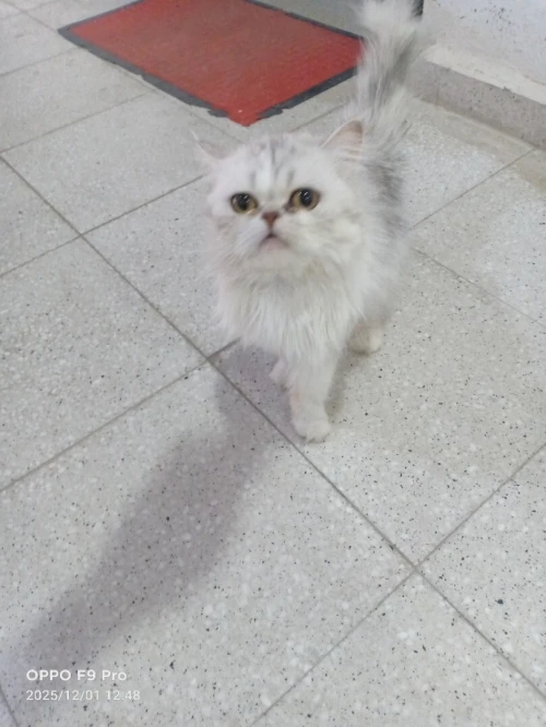 chat persan picky face