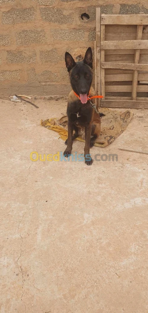 Malinois soup pure rass