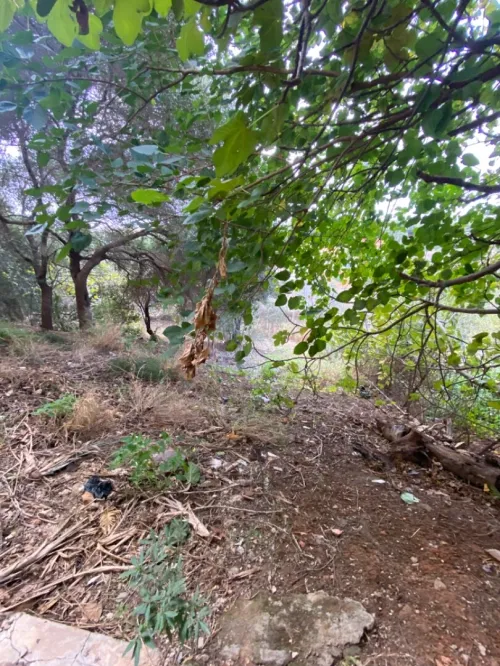 Vente Terrain Alger Saoula