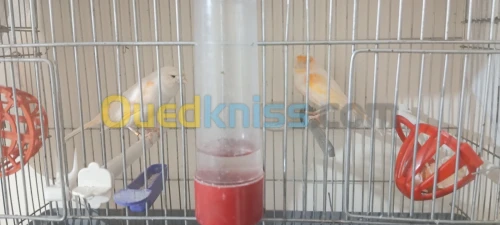 كوبلا موزاييك + كوبلا ڨلوستر في زوج خادمين