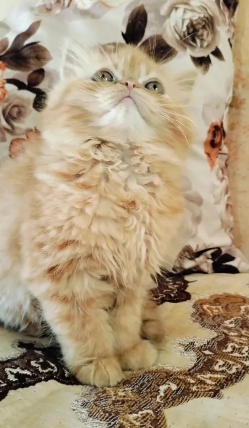 Chat persan