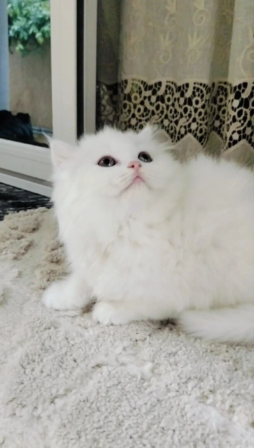 Chaton persan