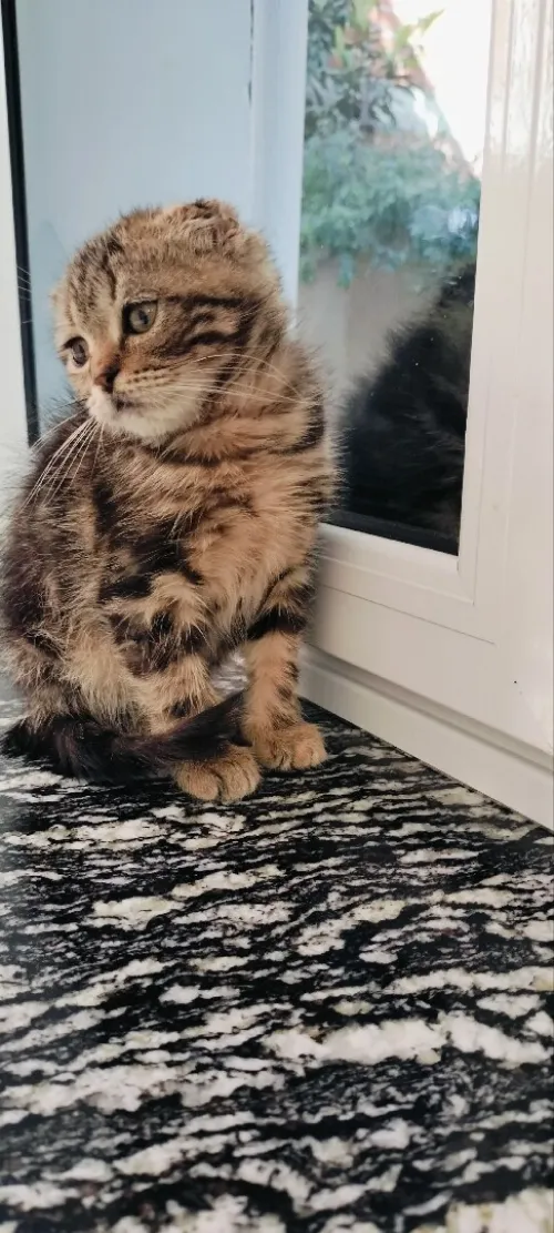 Chat Scottish fold