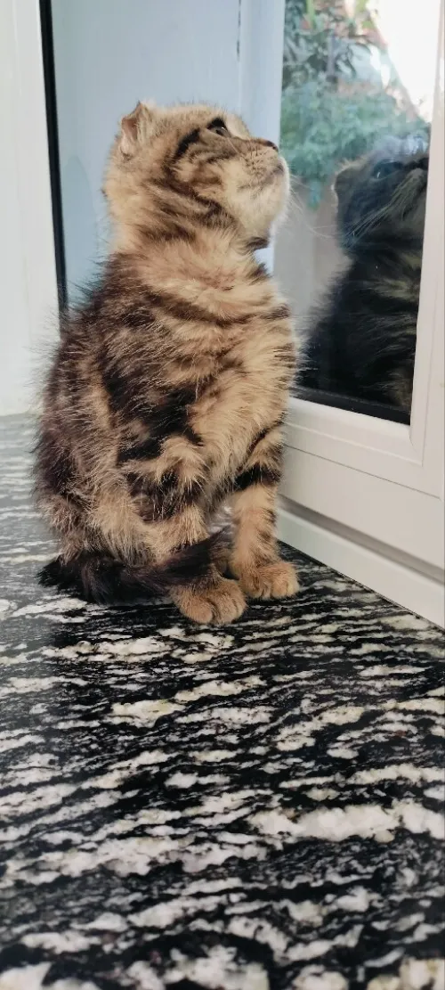 Chat Scottish fold