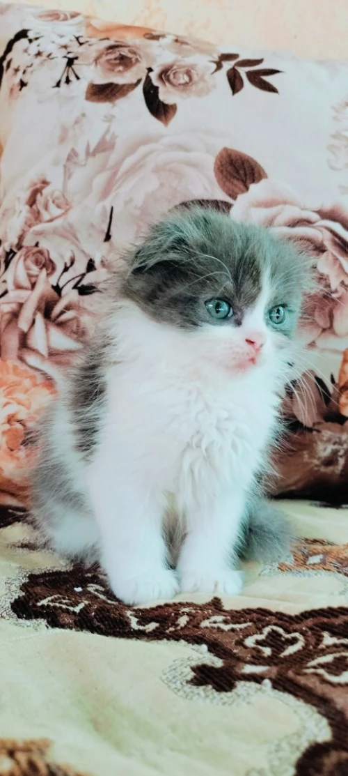 Chat Scottish Persan
