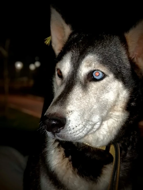 Husky sibérien