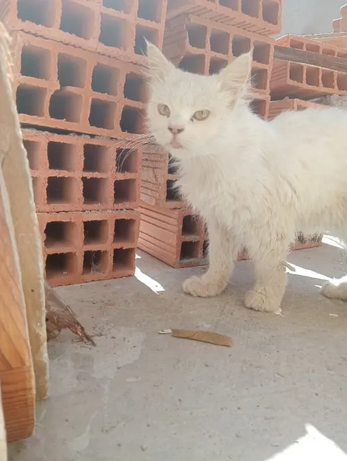 Chat chirazi mal