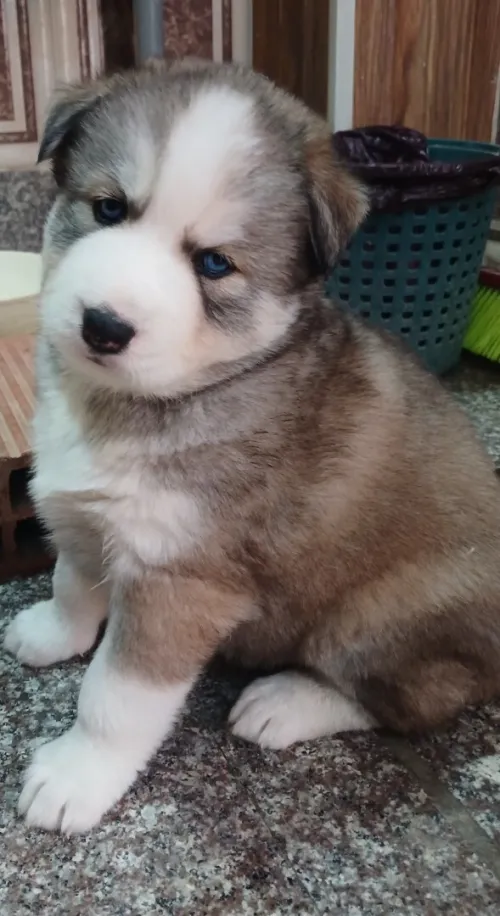 Deux chiots Husky