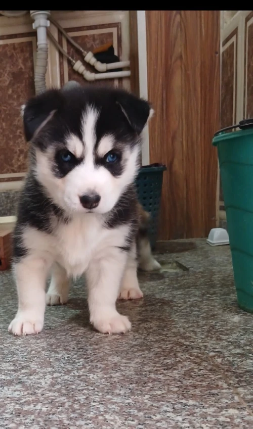 Des chiots Husky